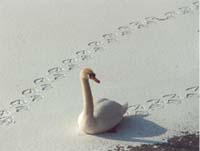 Schwan auf dem Hafeneis